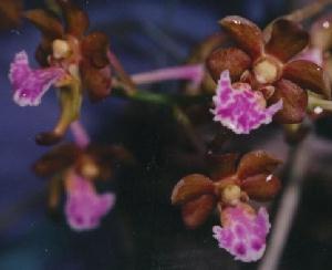 Aerides flabellata