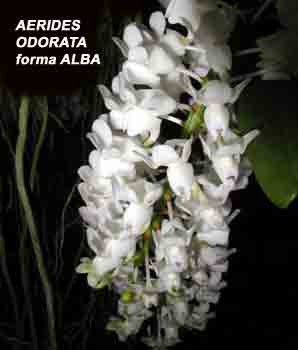 Aerides odorata forma alba The white color form of  Aerides odorata