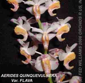 Aerides quinquivulnera forma flava. The golden colored form of the normal white and pink flower.