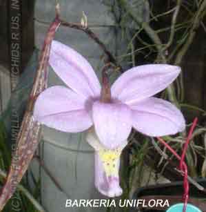 photo of barkeria uniflora