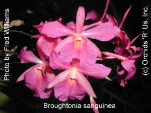 Broughtonia sanguinea