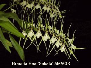 Brassia Rex Sakata