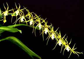 Brassidium Shooting Star