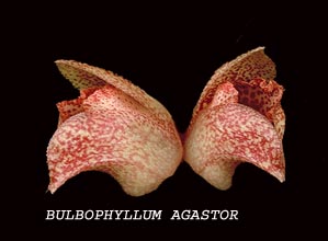 <b>Bulbophyllum agastor </b> 