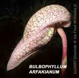 <b>Photo of Bulbophyllum arfakianum </b> 