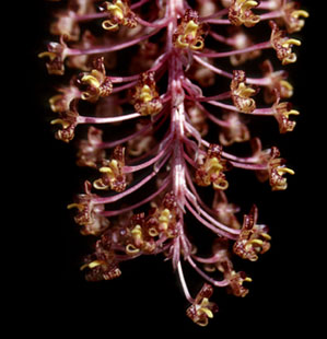 <b>Bulbophyllum beccarii </b> 