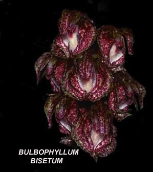 <b>Bulbophyllum bisetum </b> 