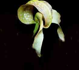 <b>Bulbophyllum bufordiense </b> 