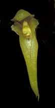 <b>Bulbophyllum caespitosum </b> 