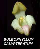 <b>Bulbophyllum calyptratum </b> 