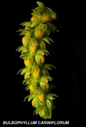 <b>Bulbophyllum cariniflorum </b> 