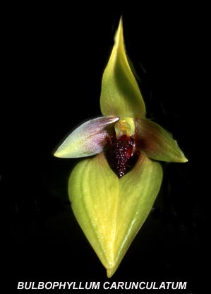 <b> Bulbophyllum carunculatum </b> 