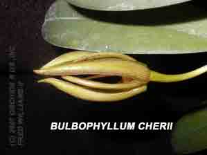 <b>Bulbophyllum cherii </b> 