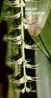 <b>Bulbophyllum cocoinum </b> 