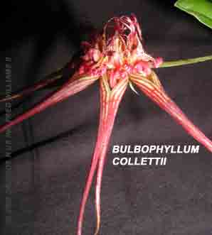 Bulbophyllum colletii