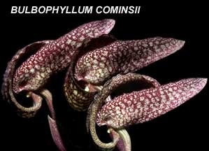 <b> Bulbophyllum cominsii </b> 