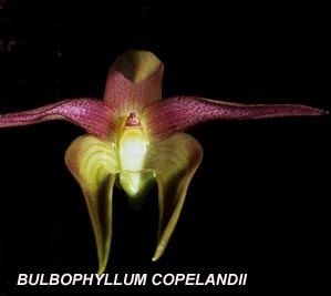 <b>Bulbophyllum copelandii </b> 