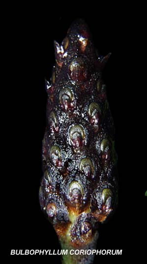<b>Bulbophyllum coriophorum </b> 