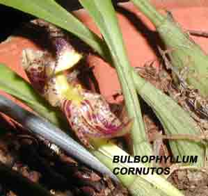 <b>Bulbophyllum cornutos </b> 