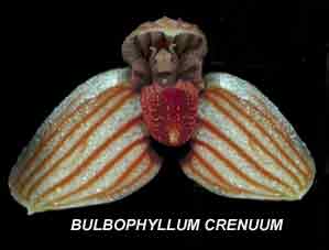 <b>Bulbophyllum crenuum </b> 