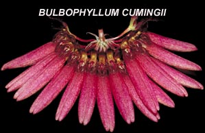 <b>Bulbophyllum cumingii </b> 
