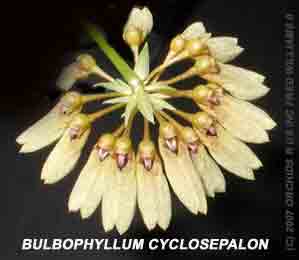 <b>Bulbophyllum cyclosepalon </b> 