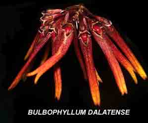 <b>Bulbophyllum dalatense </b> 