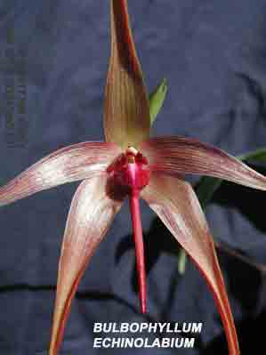 <b>Bulbophyllum echinolabium </b> 