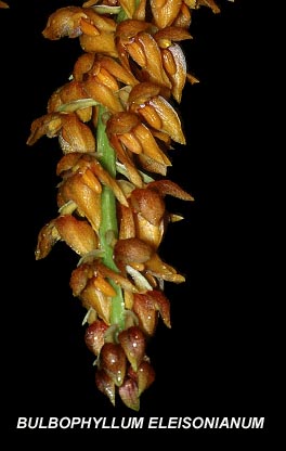 <b> Bulbophyllum eleisonianum </b> 