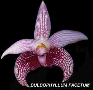 <b> Bulbophyllum facetum </b> 