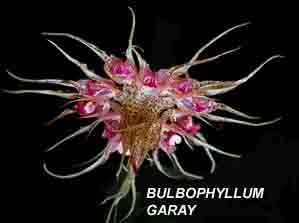 <b> Bulbophyllum garay </b> 