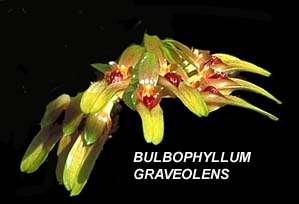 <b> Bulbophyllum graveolens </b> 