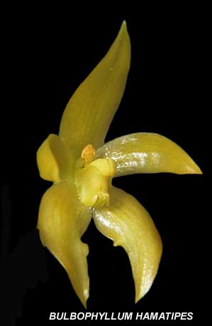 <b> Bulbophyllum hamatipes </b> 