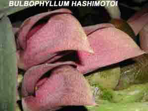 <b>Bulbophyllum  hashimotoi </b> 