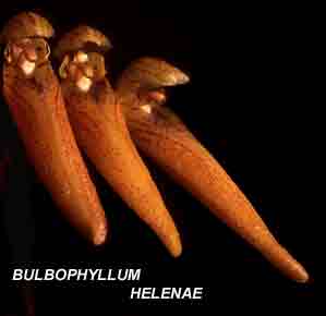 <b> Bulbophyllum helenae </b> 