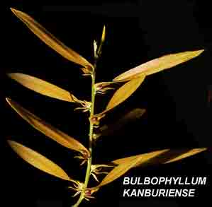 <b> Bulbophyllum kanburiense </b> 
