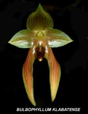 <b> Bulbophyllum klabatense </b> 