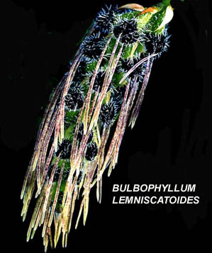 <b> Bulbophyllum lemniscatoides </b> 