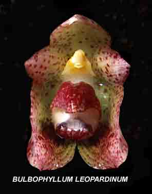 <b> Bulbophyllum leopardinum </b> 