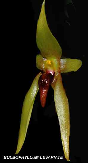 <b> Bulbophyllum levariate</b> 