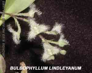 <b>Bulbophyllum   lindleyanum </b> 