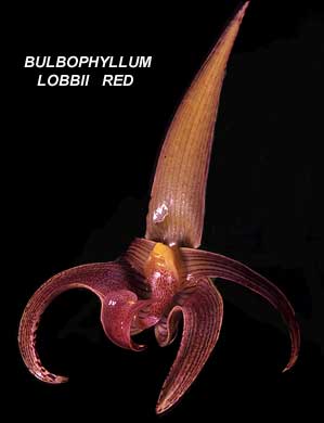 <b> Bulbophyllum lobbii Red </b> 