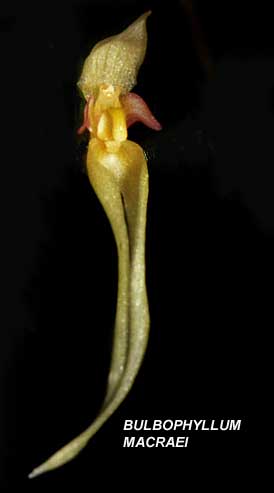 <b> Bulbophyllum macraei</b> 