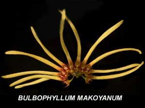 <b> Bulbophyllum makoyanum</b> 
