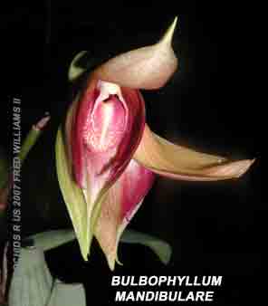 <b>Photo of the species Bulbophyllum mandibulare </b> 