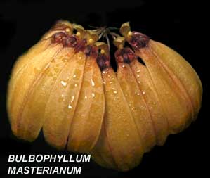 <b> Bulbophyllum mastersianum</b> 