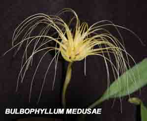 <b> Bulbophyllum medusae</b> 