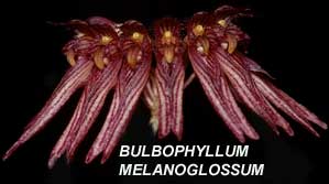 <b> Bulbophyllum melanoglossum</b> 