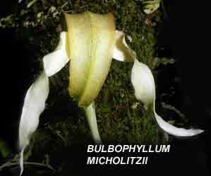 <b> Bulbophyllum micholitzii</b> 