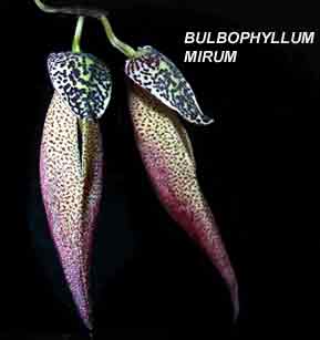 <b> Bulbophyllum mirum</b> 